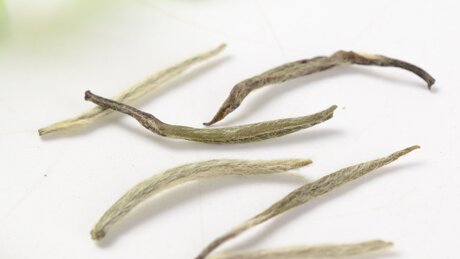 Production of Chinese White Tea Production of Chinese White Tea