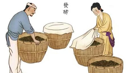 The Degree of Fermentation of the Tea Leaf The Degree of Fermentation of the Tea Leaf