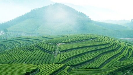 Production of Oolongs