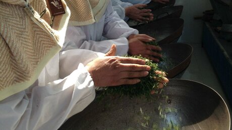 The Choice of Technology for Tea Leaf Processing The Choice of Technology for Tea Leaf Processing
