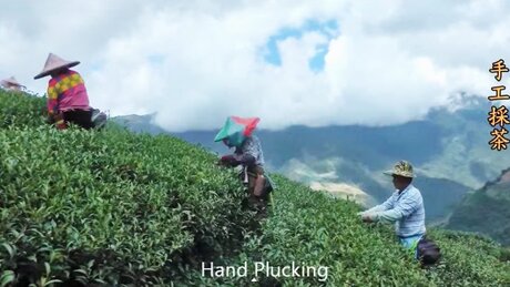 Plucking (cǎizhāi, 采摘) Plucking (cǎizhāi, 采摘)