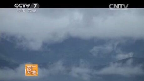 Plucking (cǎizhāi, 采摘) Plucking (cǎizhāi, 采摘)