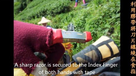 Plucking (cǎizhāi, 采摘) Plucking (cǎizhāi, 采摘)