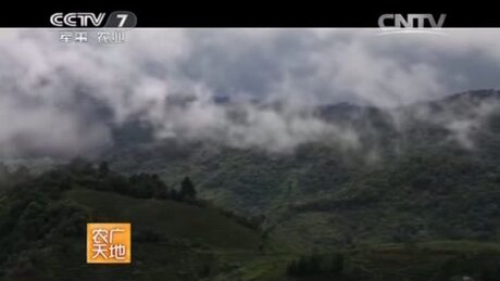 Plucking (cǎizhāi, 采摘) Plucking (cǎizhāi, 采摘)