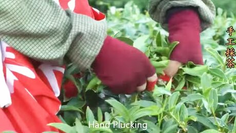 Plucking (cǎizhāi, 采摘) Plucking (cǎizhāi, 采摘)