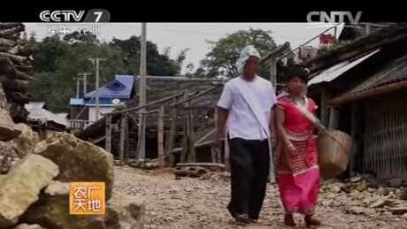 Plucking (cǎizhāi, 采摘) Plucking (cǎizhāi, 采摘)