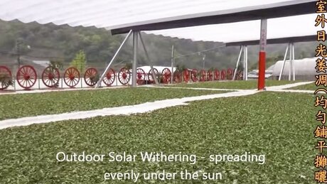 Withering (wěidiāo, 萎凋) Withering (wěidiāo, 萎凋)