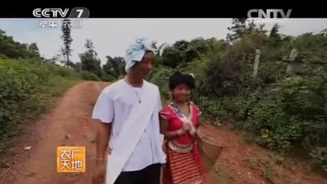 Plucking (cǎizhāi, 采摘) Plucking (cǎizhāi, 采摘)