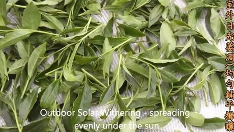 Withering (wěidiāo, 萎凋) Withering (wěidiāo, 萎凋)