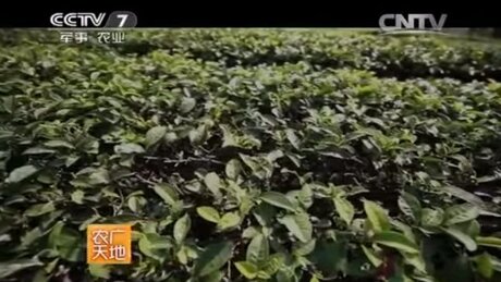 Plucking (cǎizhāi, 采摘) Plucking (cǎizhāi, 采摘)