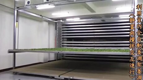 Withering (wěidiāo, 萎凋) Withering (wěidiāo, 萎凋)