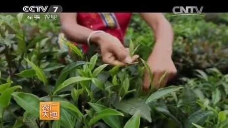 Plucking (cǎizhāi, 采摘) Plucking (cǎizhāi, 采摘)