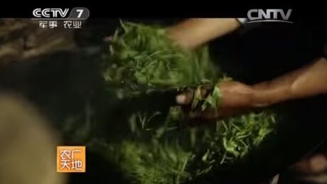 Kill-green (shāqīng, 杀青) Kill-green (shāqīng, 杀青)