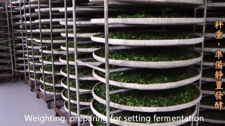 Bruising (zuòqīng, 做青) Bruising (zuòqīng, 做青)