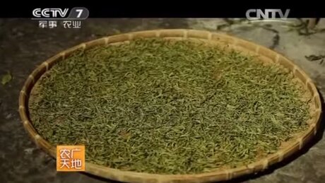 Kill-green (shāqīng, 杀青) Kill-green (shāqīng, 杀青)