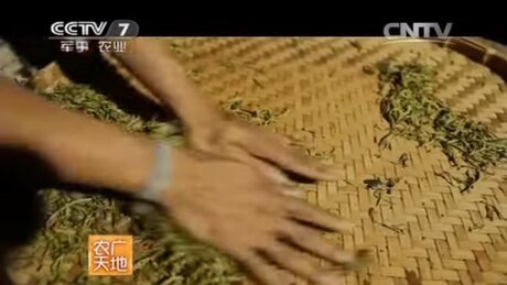 Rolling (róuniǎn, 揉捻) Rolling (róuniǎn, 揉捻)