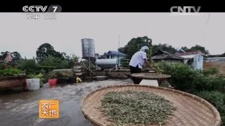 Sun-drying (shàicha, 晒茶) Sun-drying (shàicha, 晒茶)