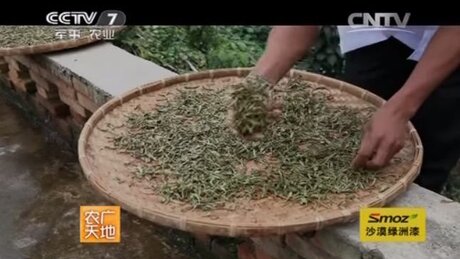 Sun-drying (shàicha, 晒茶) Sun-drying (shàicha, 晒茶)