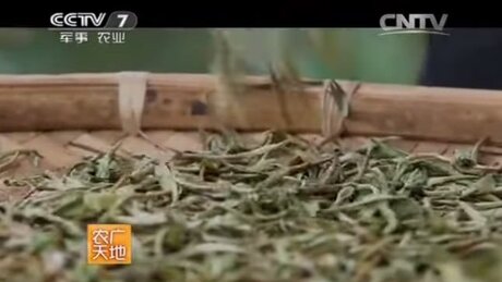 Sun-drying (shàicha, 晒茶) Sun-drying (shàicha, 晒茶)