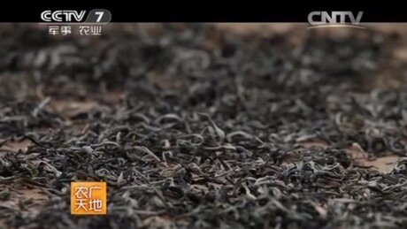 Sun-drying (shàicha, 晒茶) Sun-drying (shàicha, 晒茶)