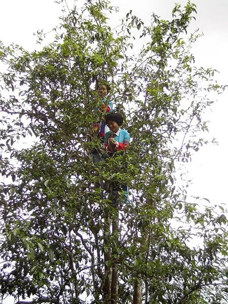 Sheng pu'er's tree Sheng pu'er's tree